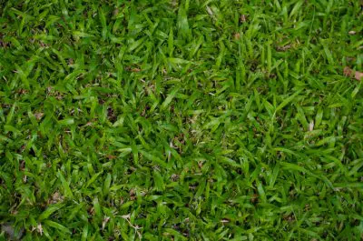 Complete These Turf Management Steps During the Winter Months