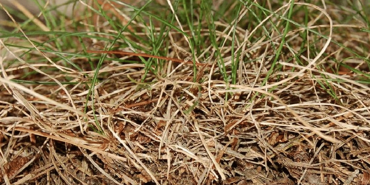 lawn thatch