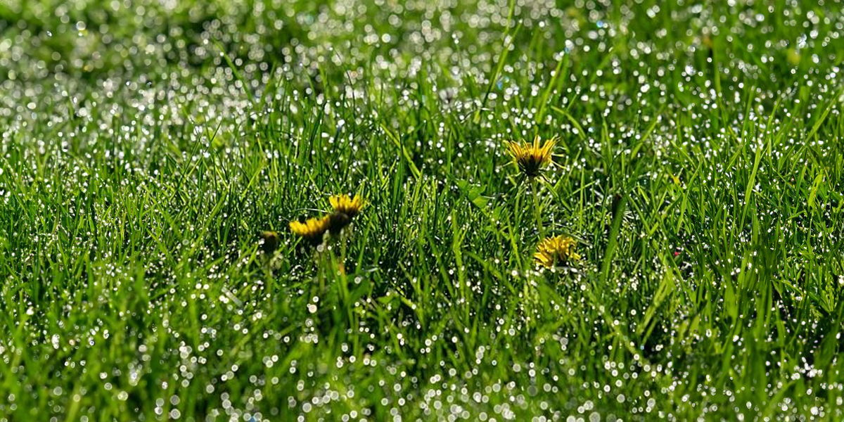 weed control